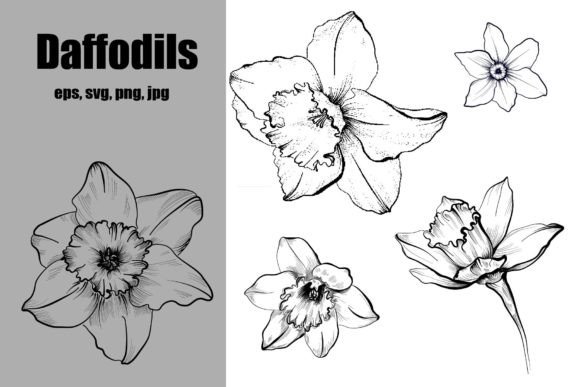 Download Set of Daffodils Hand Drawing - Daffodils Collection
