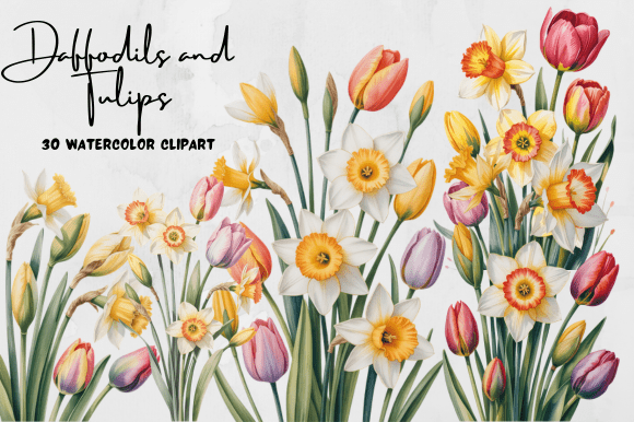 Download Daffodils and Tulips Watercolor Clipart - Daffodils Collection