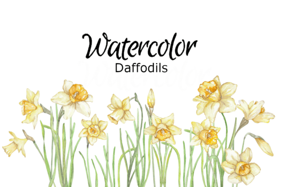 Download Daffodils Watercolor Clipart - Daffodils Collection
